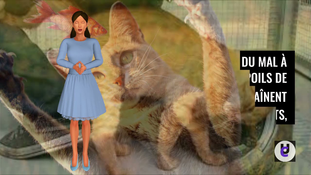 5 astuces pour se débarrasser des poils de chat...