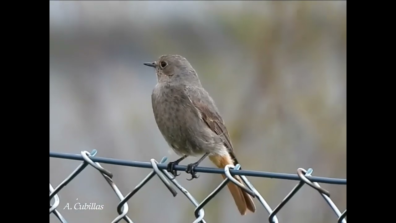 Colirrojo tiz&oacute;n - (Phoenicurus ochruros) ♀️ - Canto de primavera-