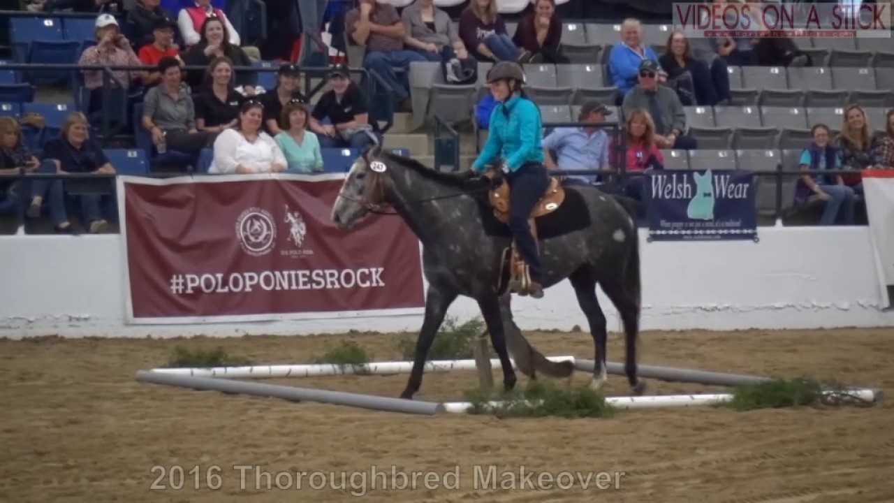 Winning Trail Round at the 2016 Thoroughbred Makeover