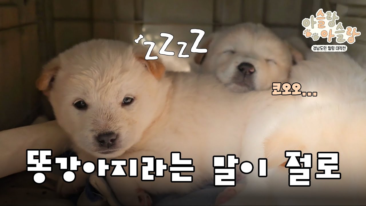 [아슬랑아슬랑] | 똥강아지라는 말이 절로 | 스크롤 (KBS 2025.1. 20. 화 방송)
