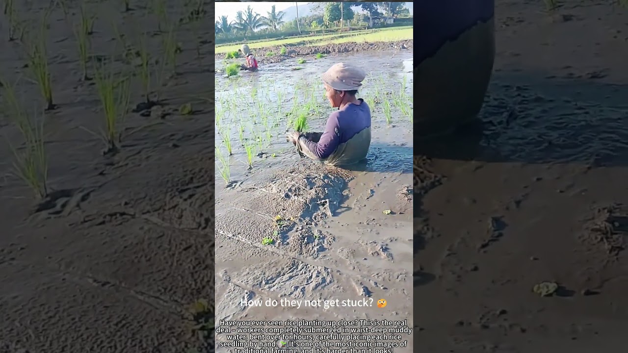 Waist-Deep in Mud &ndash; Classic Rice Planting! 🌾