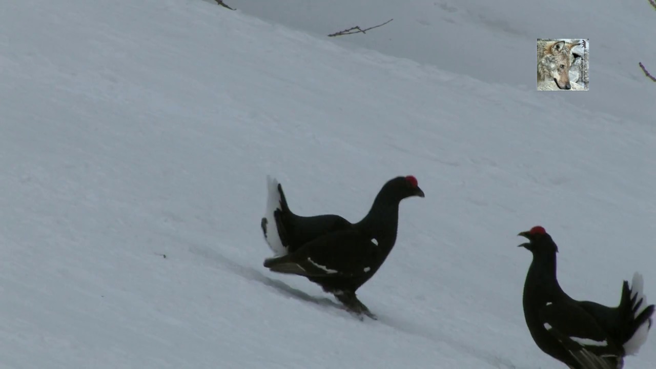Il gallo forcello o fagiano di monte