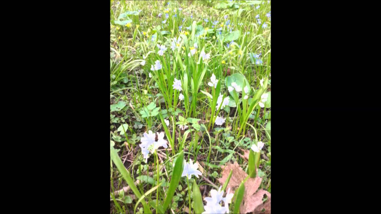 Frühlingslied 