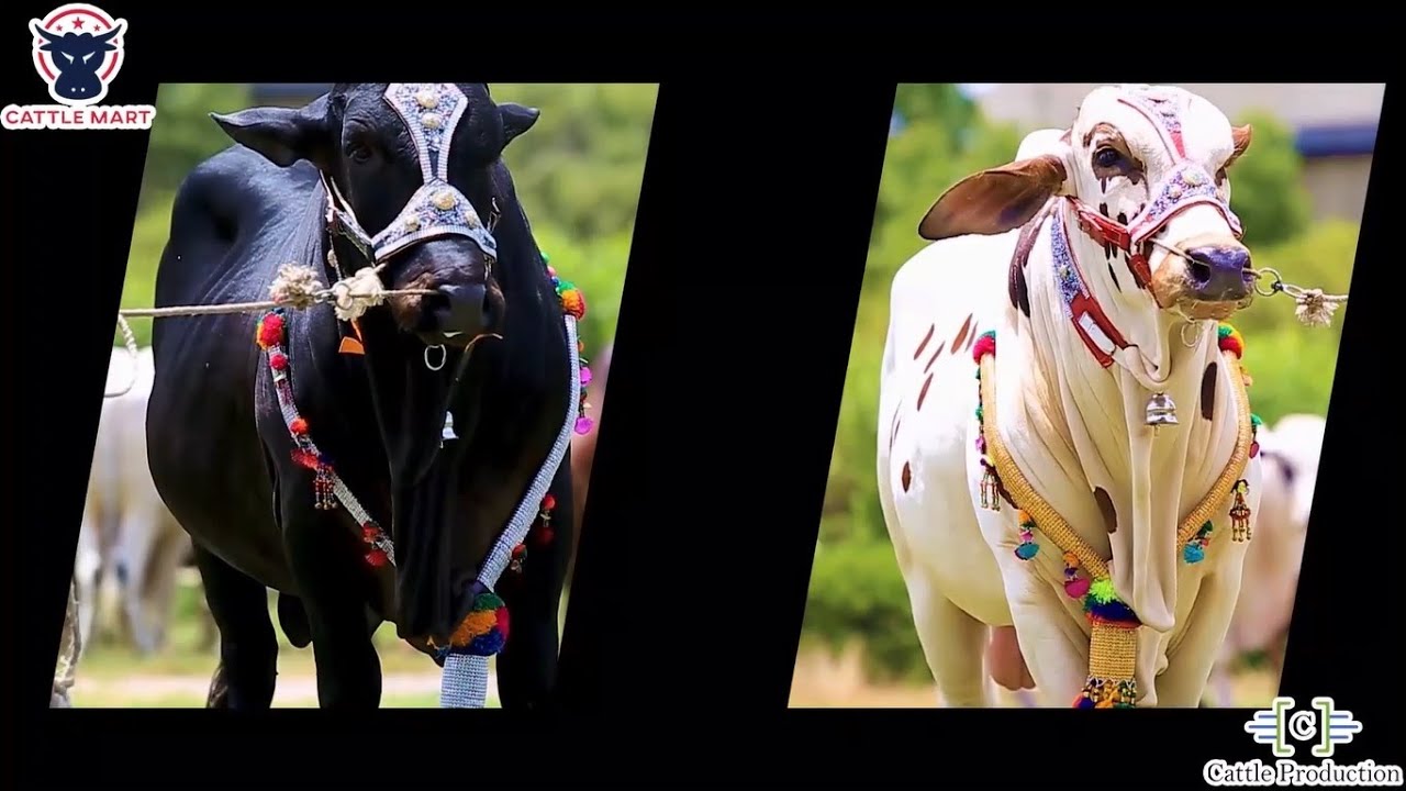 Heavy Bulls Collection | Cattle Mart | Cattle Production