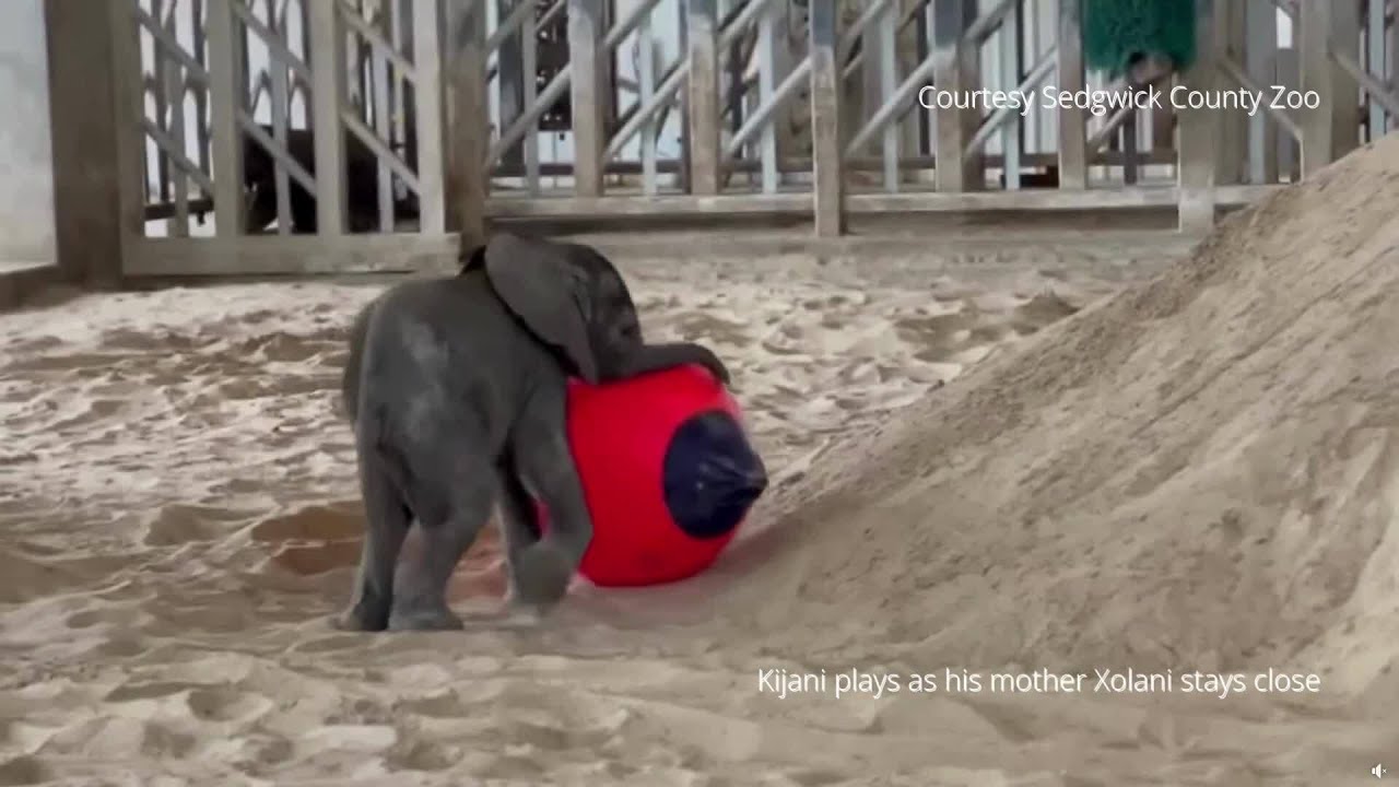 Baby elephant Kijani plays at the Sedgwick County Zoo
