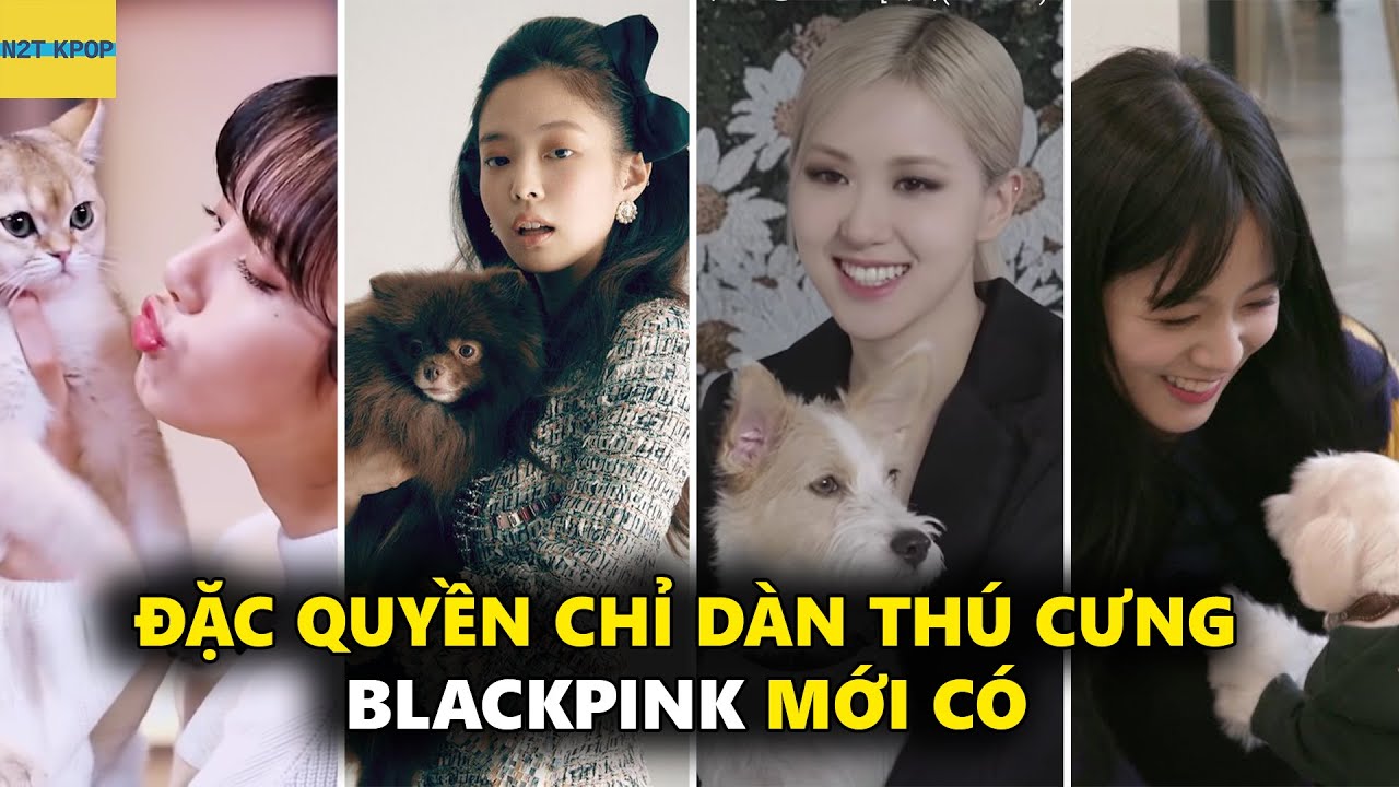 Đặc quyền chỉ dàn thú cưng của Blackpink mới có