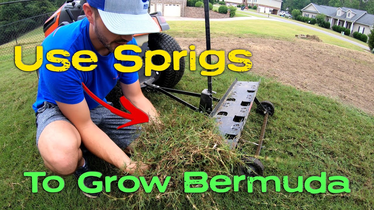 Growing Bermuda in Bare Spots with Sprigging - Not Overseeding