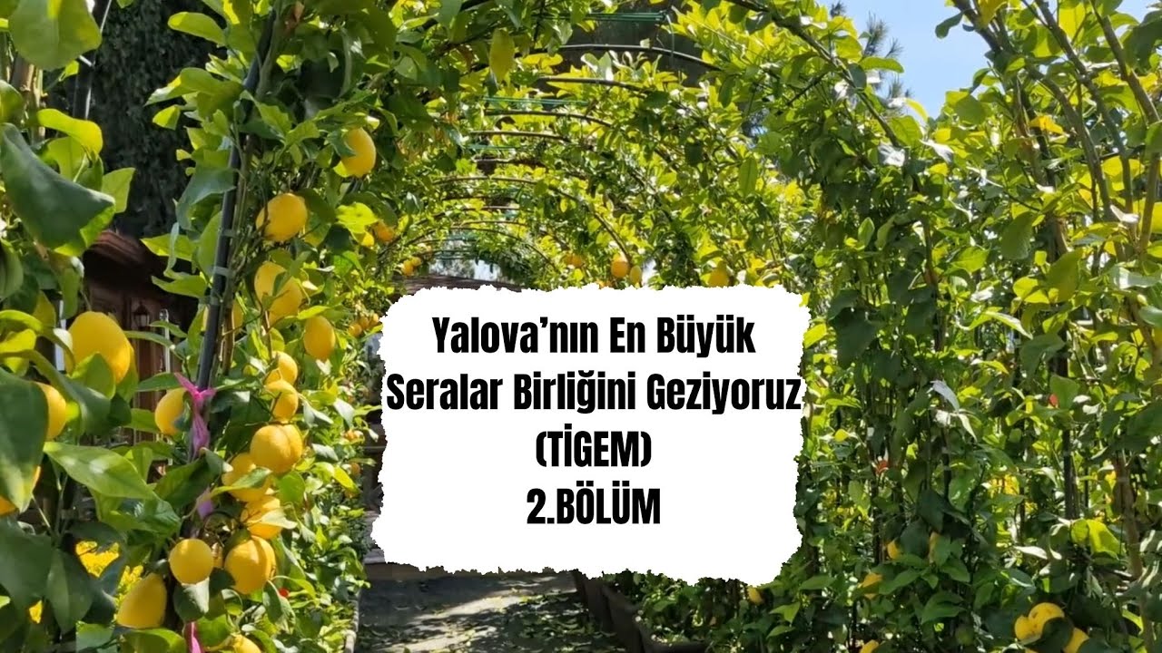 #14 Yalova'nın En Büyük Seralar Birliğini Geziyoruz (TİGEM) - 2.BÖLÜM