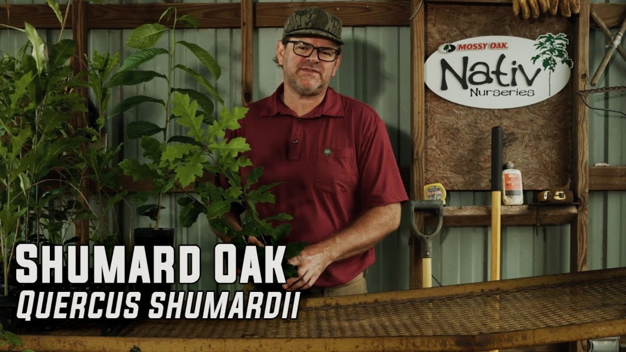 Shumard Oak | Solid Choice for Landscaping with Its Good Looks and Wildlife Love the Acorns