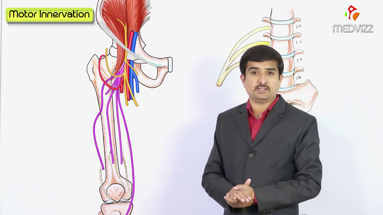 Femoral Nerve Anatomy Animation : Origin, Course, and Branches: USMLE Step 1 / Dr G Bhanu Prakash