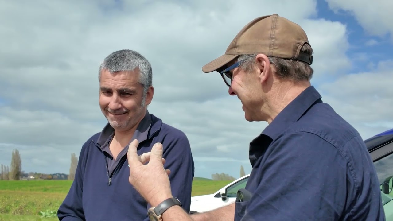 Cover crops in maize: are legumes an option?