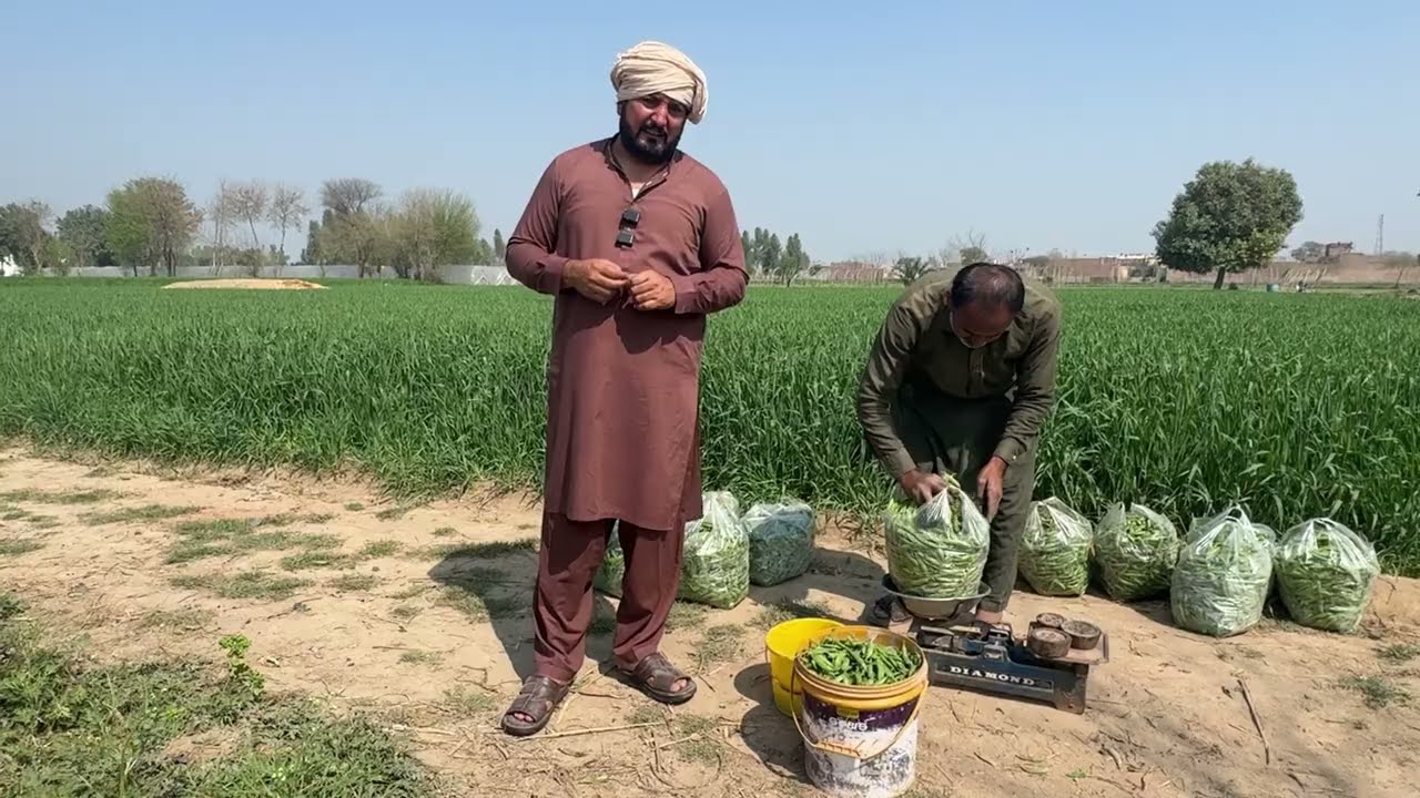 | Jugni Nu Nwaya |  | kheray laan di Tyaari |  | Tmatar lgna shuru ho gaye | 