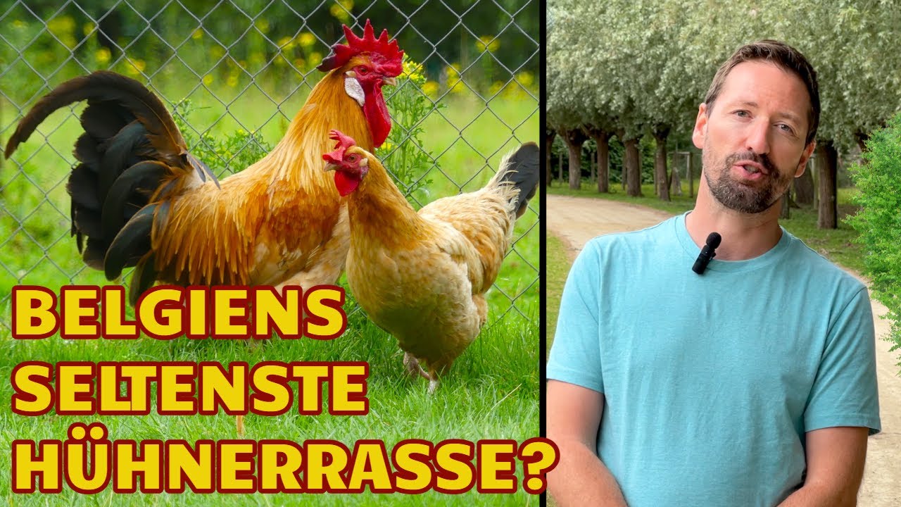 Das Gelbe Haspengauer-Huhn: Belgiens seltenste H&uuml;hnerrasse? (Vale van Haspengouw H&uuml;hner)