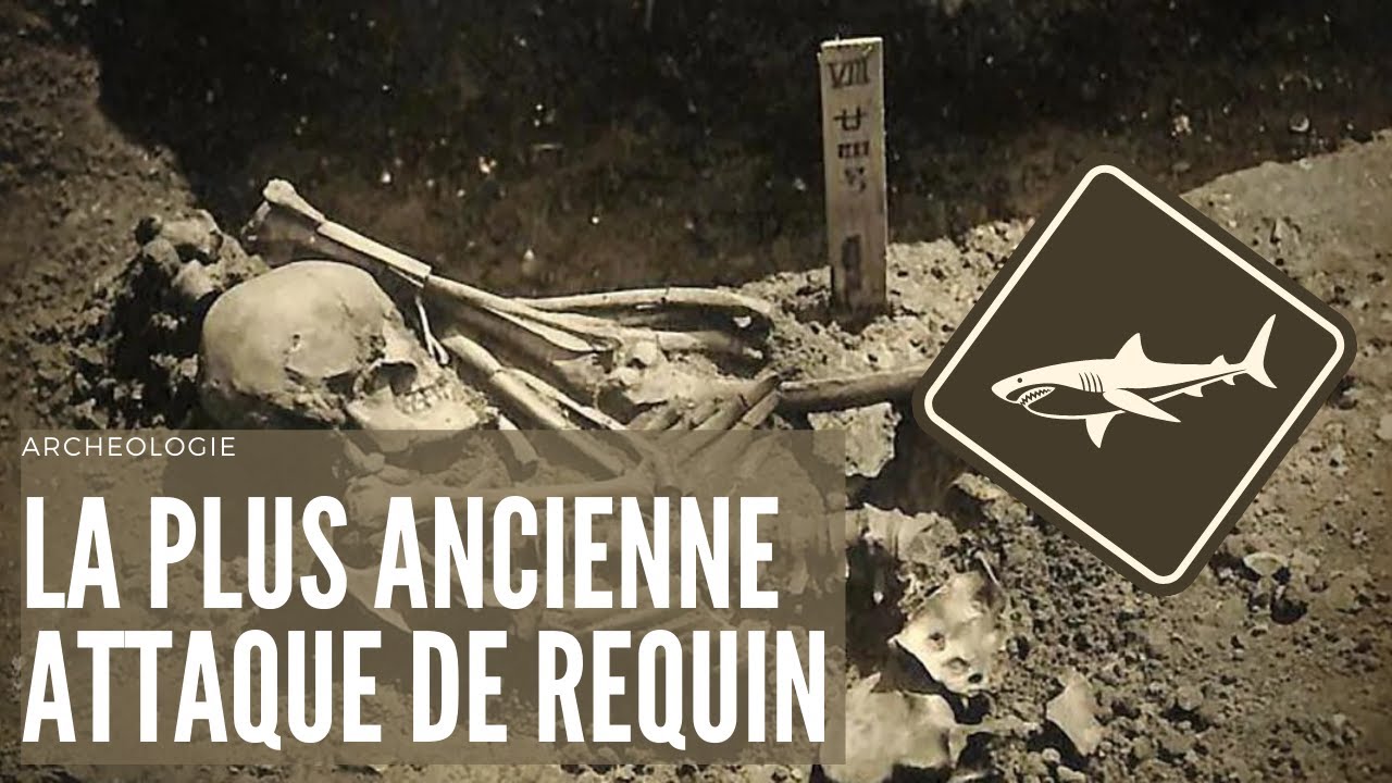 La plus ancienne attaque de requin | Arch&eacute;ologie