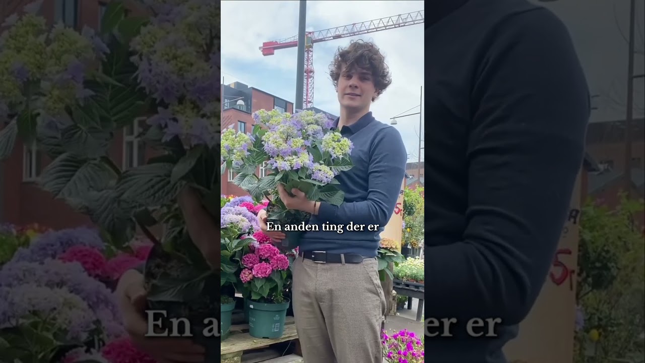 🌸 3 ting du skal vide om hortensia! 🌿 #garden #flowers