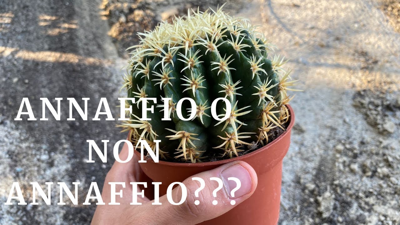 Come annaffiare il CUSCINO DELLA SUOCERA: la guida DEFINITIVA!