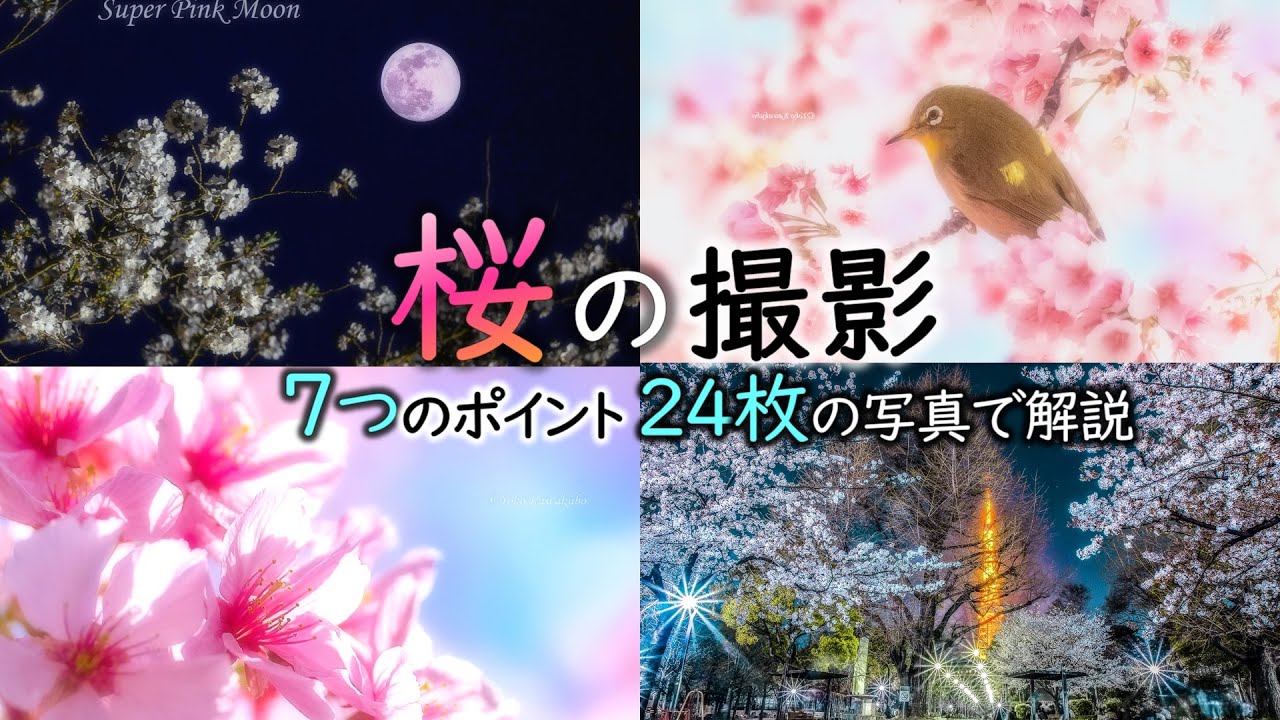【桜の撮影】7つのポイントを写真24枚で解説📷ワンランク上を目指して簡単に写すテクニック【一眼カメラ･写真撮影講座 シーン別ロケ撮影編】初心者向けテクニック