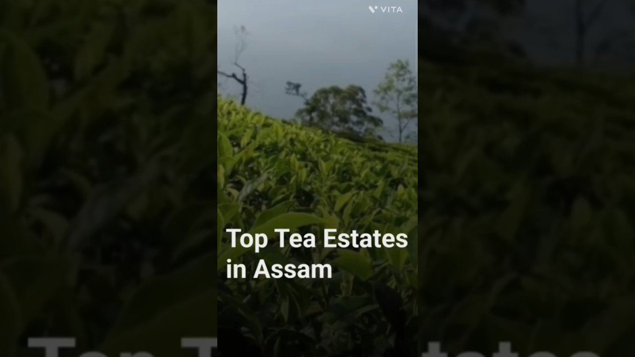 7 Tea Estate of Assam you must know #generalknowledge #assamteagarden #assam #subscribe
