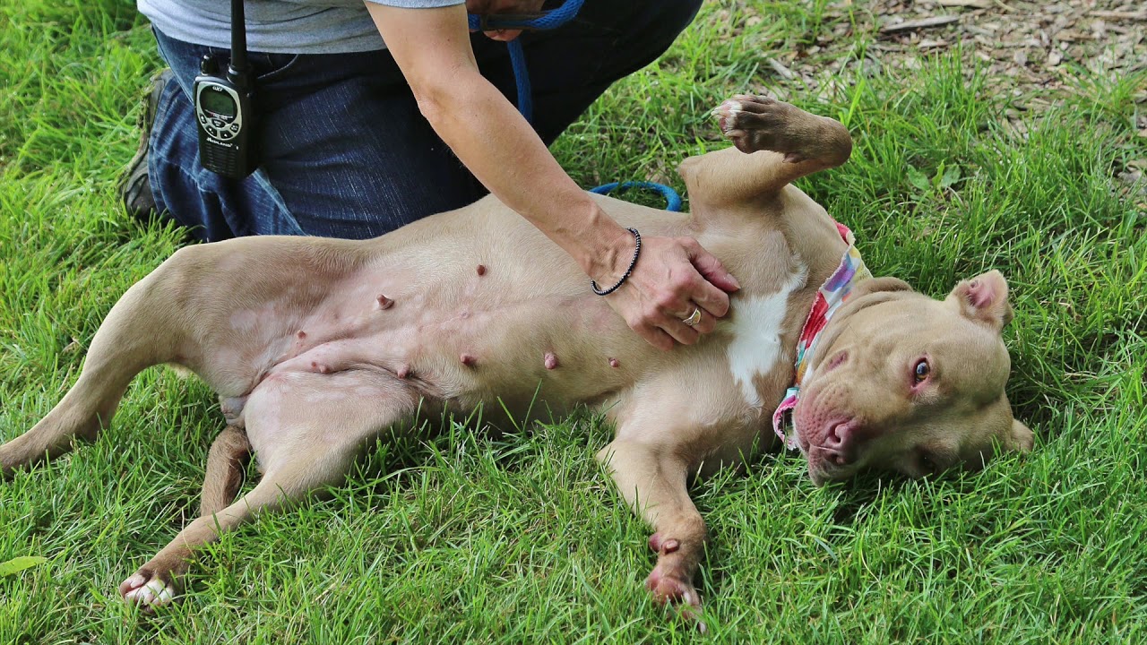 Reading Dog Body Language