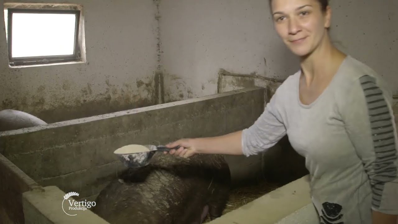 ZENA nosilac GAZDINSTVA i farma SVINJA u Saraorcima - U nasem ataru 968