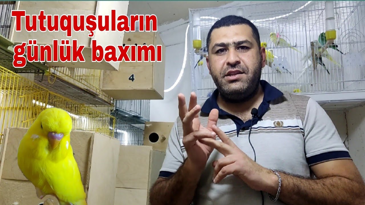 Tutuquşuların günlük baxımı #mubarizemintv #tutuqusubakimi