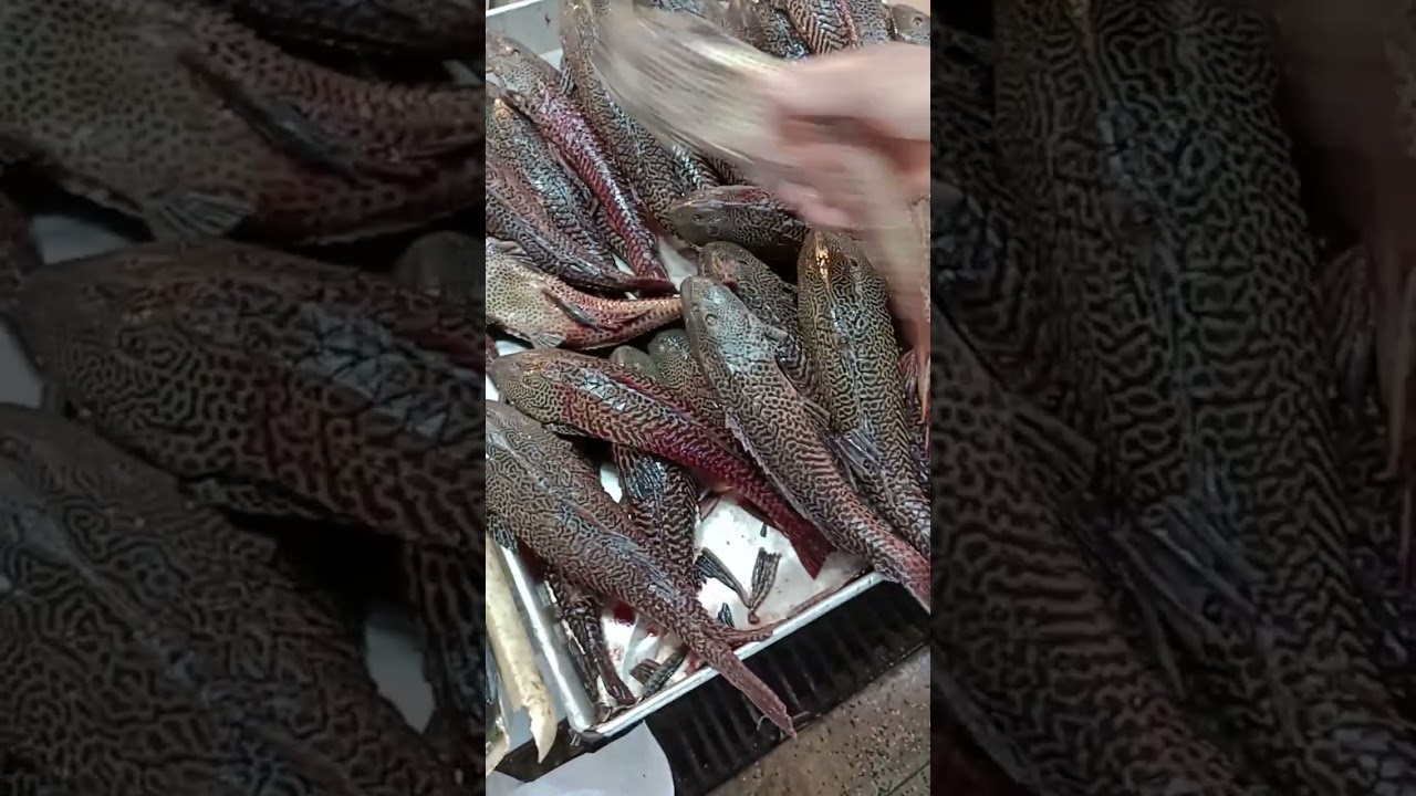 Tamoat&aacute; e bod&oacute;, del&iacute;cia amaz&ocirc;nica.