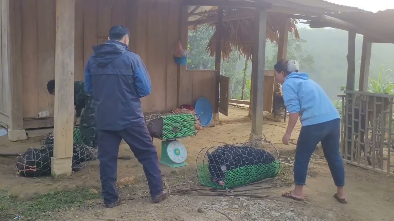Отправьте двоих детей в школу и продайте свинью.
