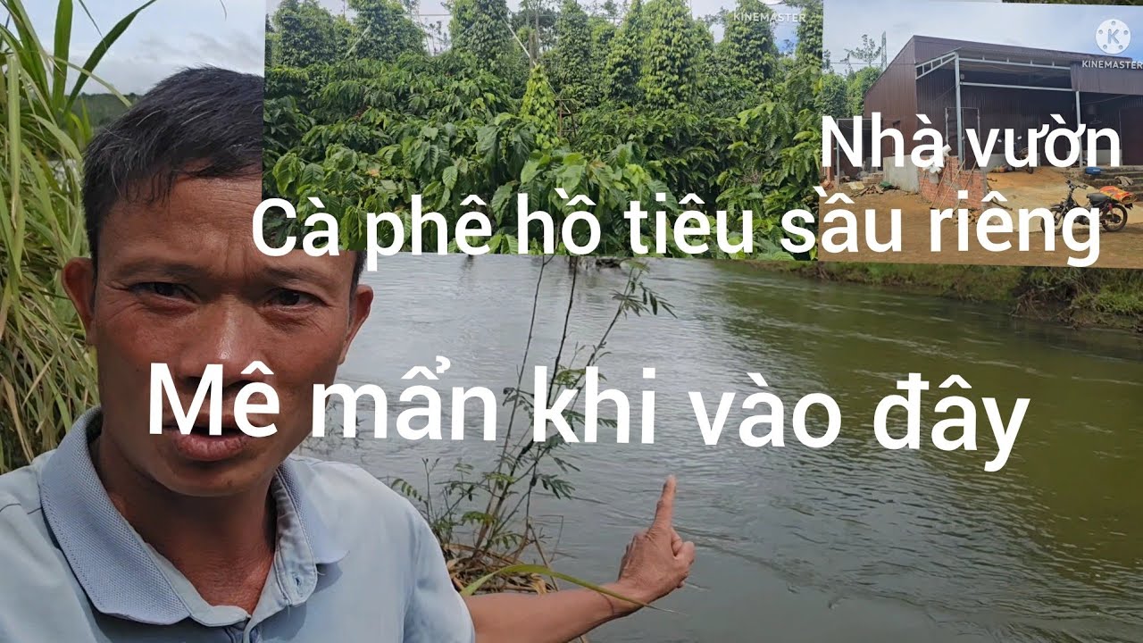 Bán gấp nhà vườn đông đặc cà phê xen sầu riêng hồ tiêu 