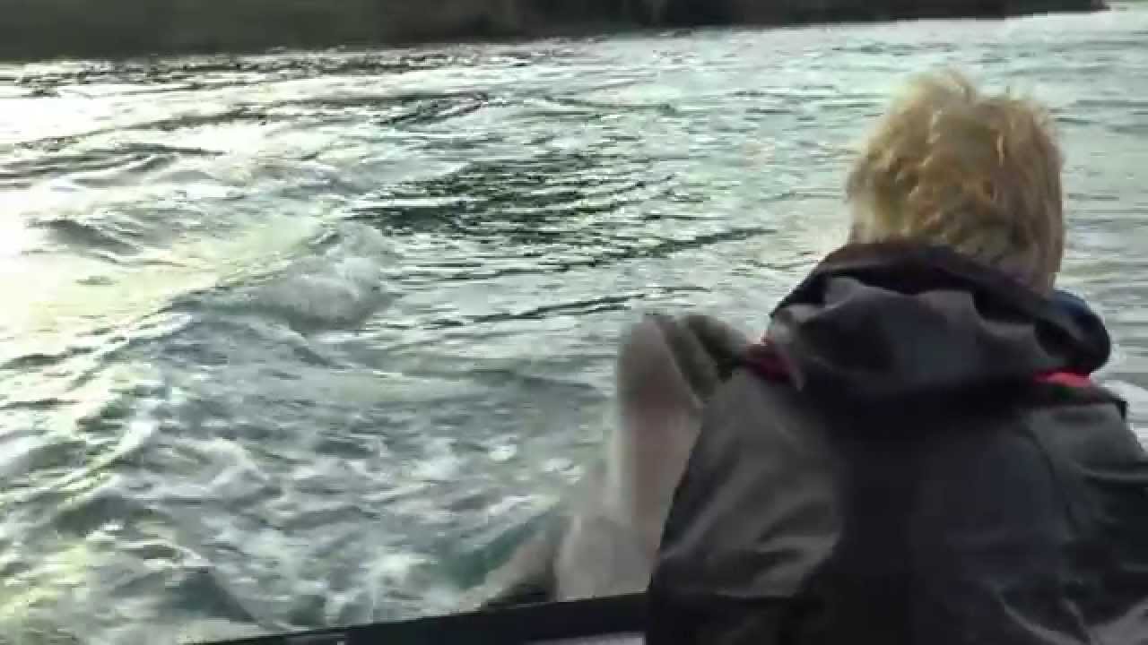 FUNGIE/FUNGI THE DINGLE DOLPHIN - A DAY IN THE LIFE