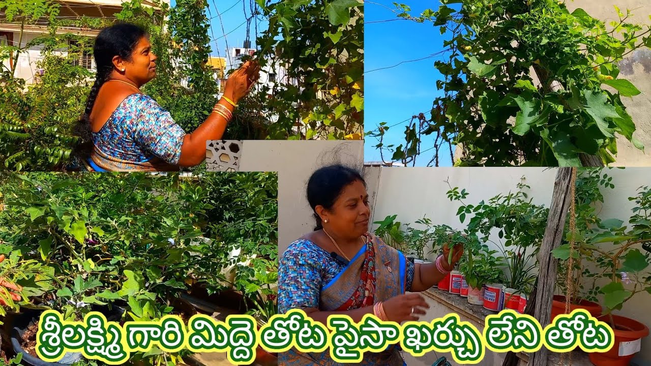 సికింద్రాబాద్ లో ఉంటున్న శ్రీ లక్ష్మీ చిన్న మిద్దె తోట చిన్న డబ్బాలలో  చక్కటి పంట మీరే చూడండి