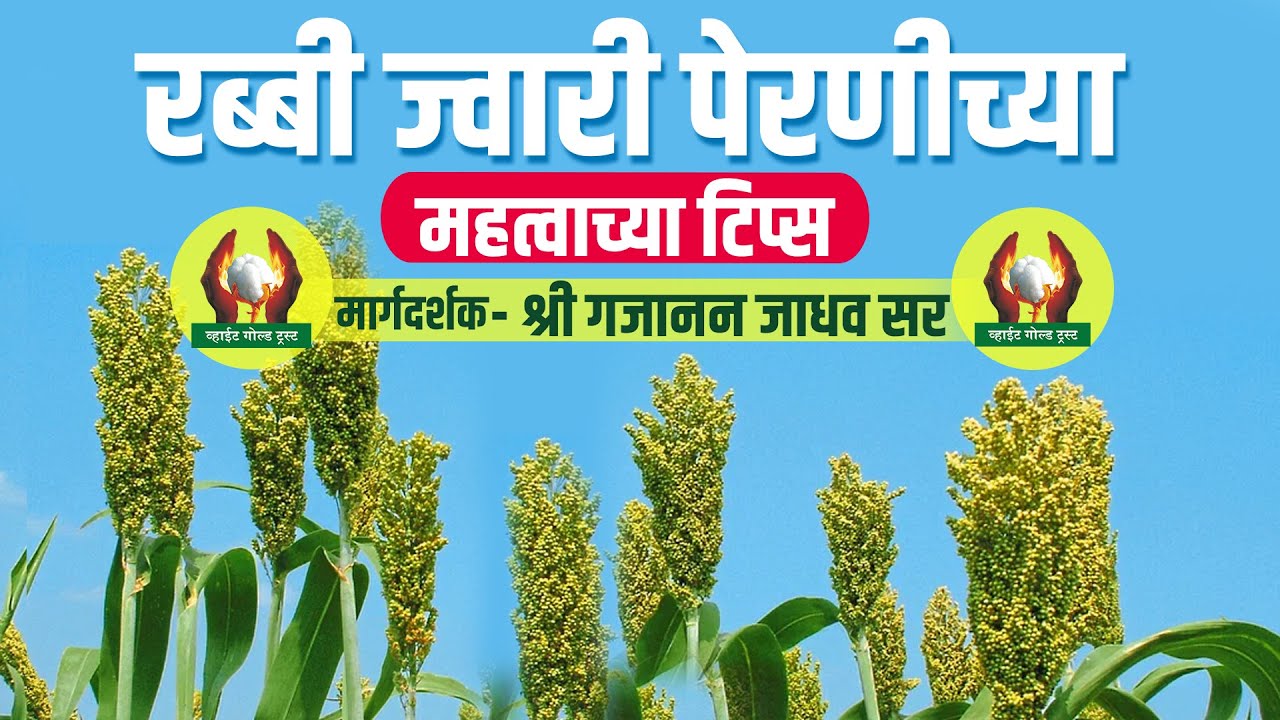 रब्बी ज्वारी पेरणीच्या महत्वाच्या टिप्स। श्री गजानन जाधव सर #शेती #ज्वारी #रब्बी #पेरणी #shetimahiti