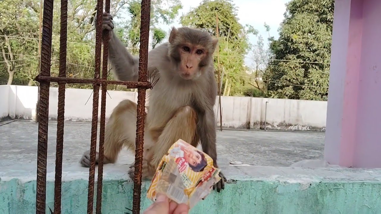Funny Monkey Interaction on My Terrace | Feeding Cute Monkeys