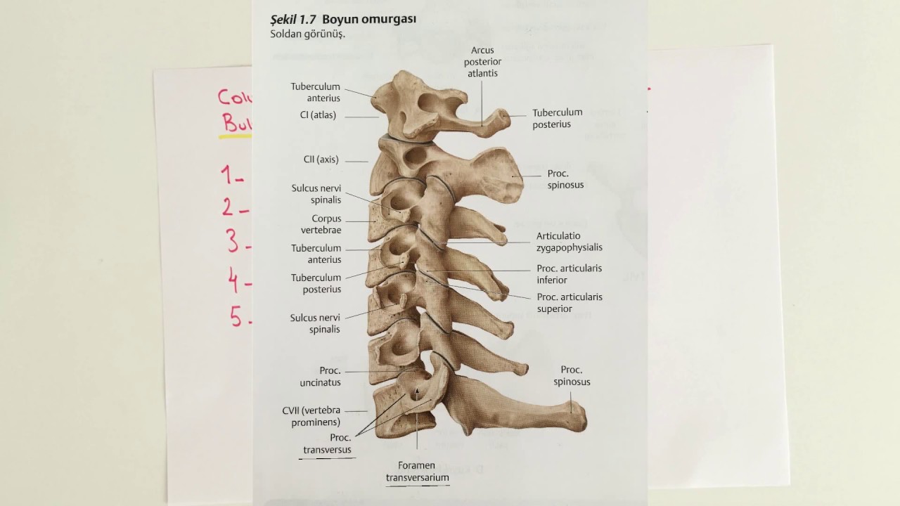 ANATOMİ-15.KONU-Columna Vertebralis