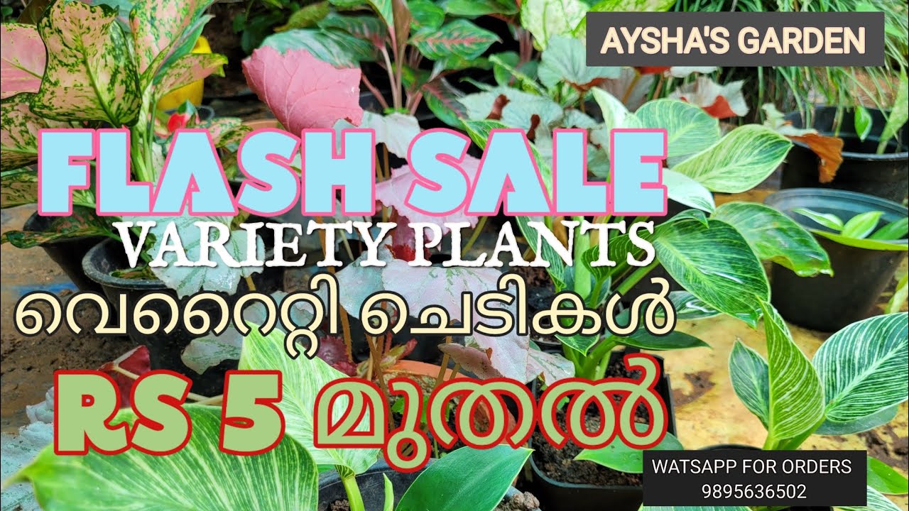 AYSHA'S GARDEN| ALL PLANT SALE | ONLINE PLANTS |ONLINE NURSERY |ചെടികൾ മിതമായ വിലയിൽ |9895636502