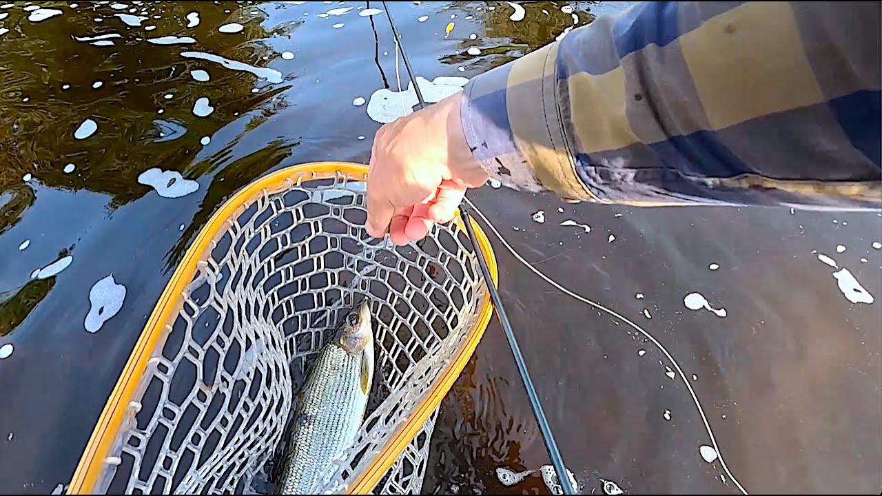 Some Nice Graying on the Nymph with Davie McPhail