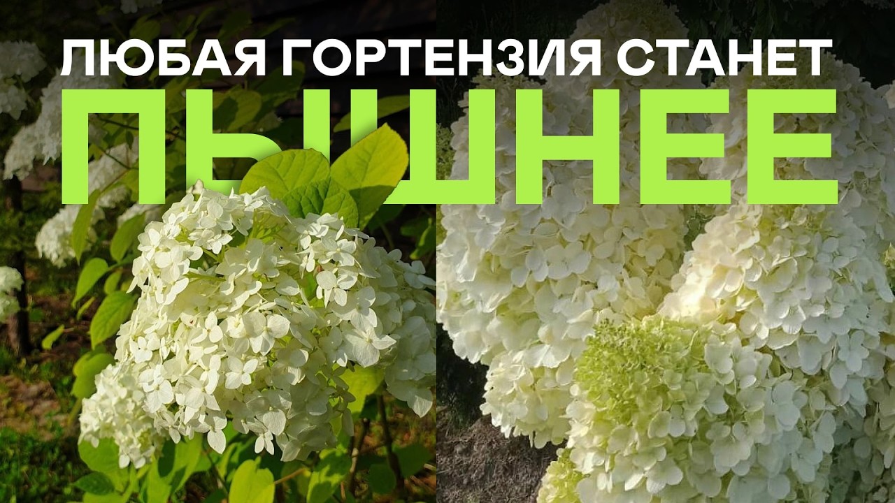 Пышная Гортензия За 20 Минут! Вы Не Поверите Но Реально Работает!