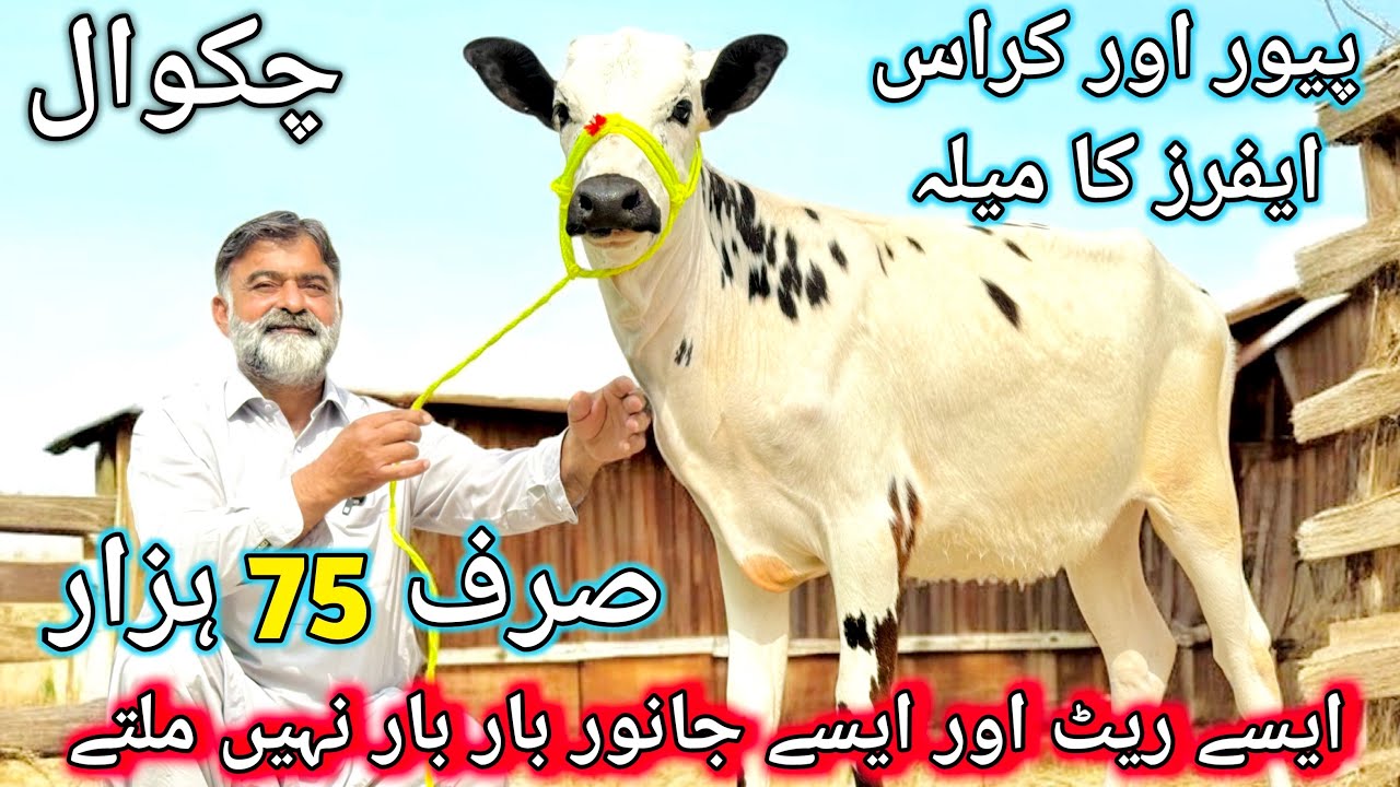 Top Class Australian Fresion Heifers | Cross Heifers For Sale In Chakwal 