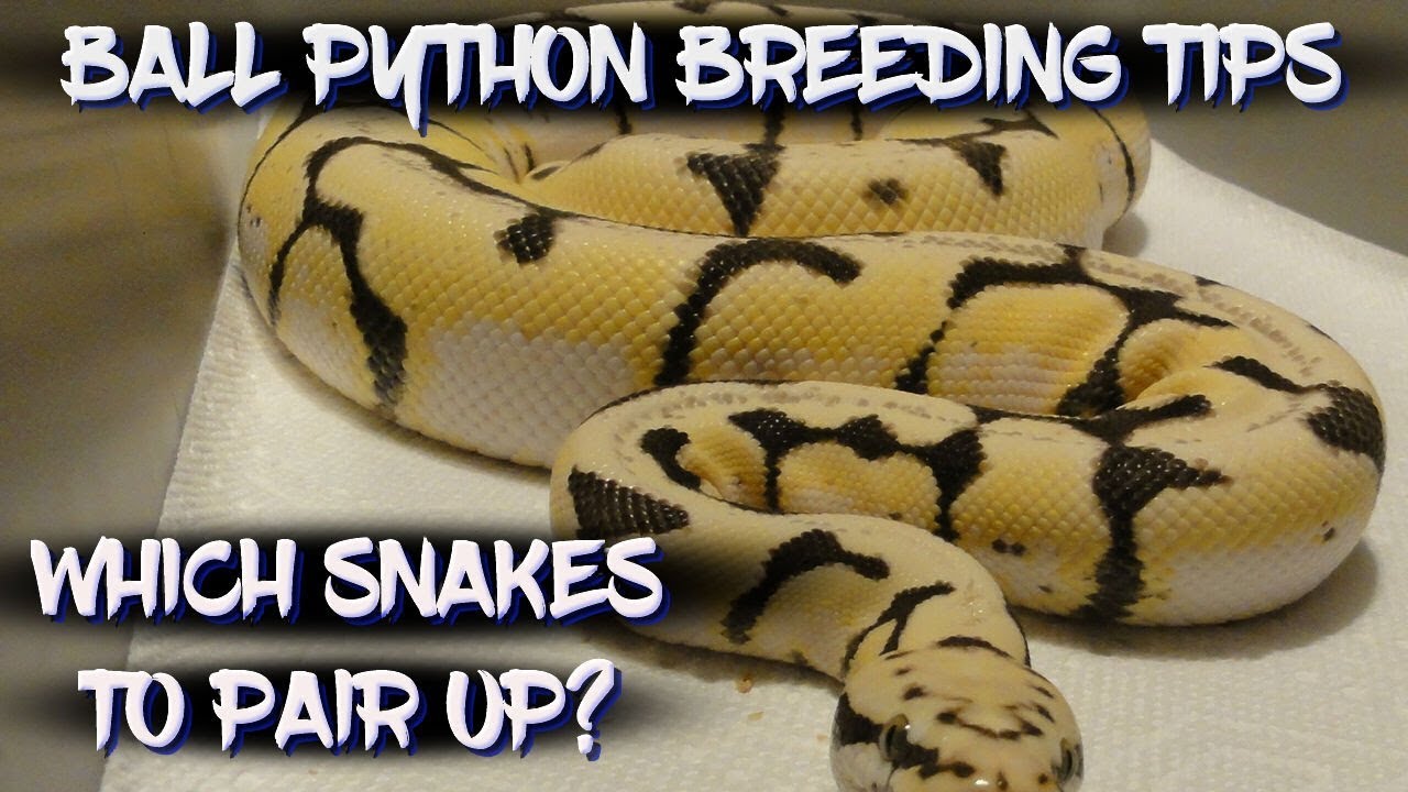 Ball Python Breeding Tips - Which Snakes to Pair Up?