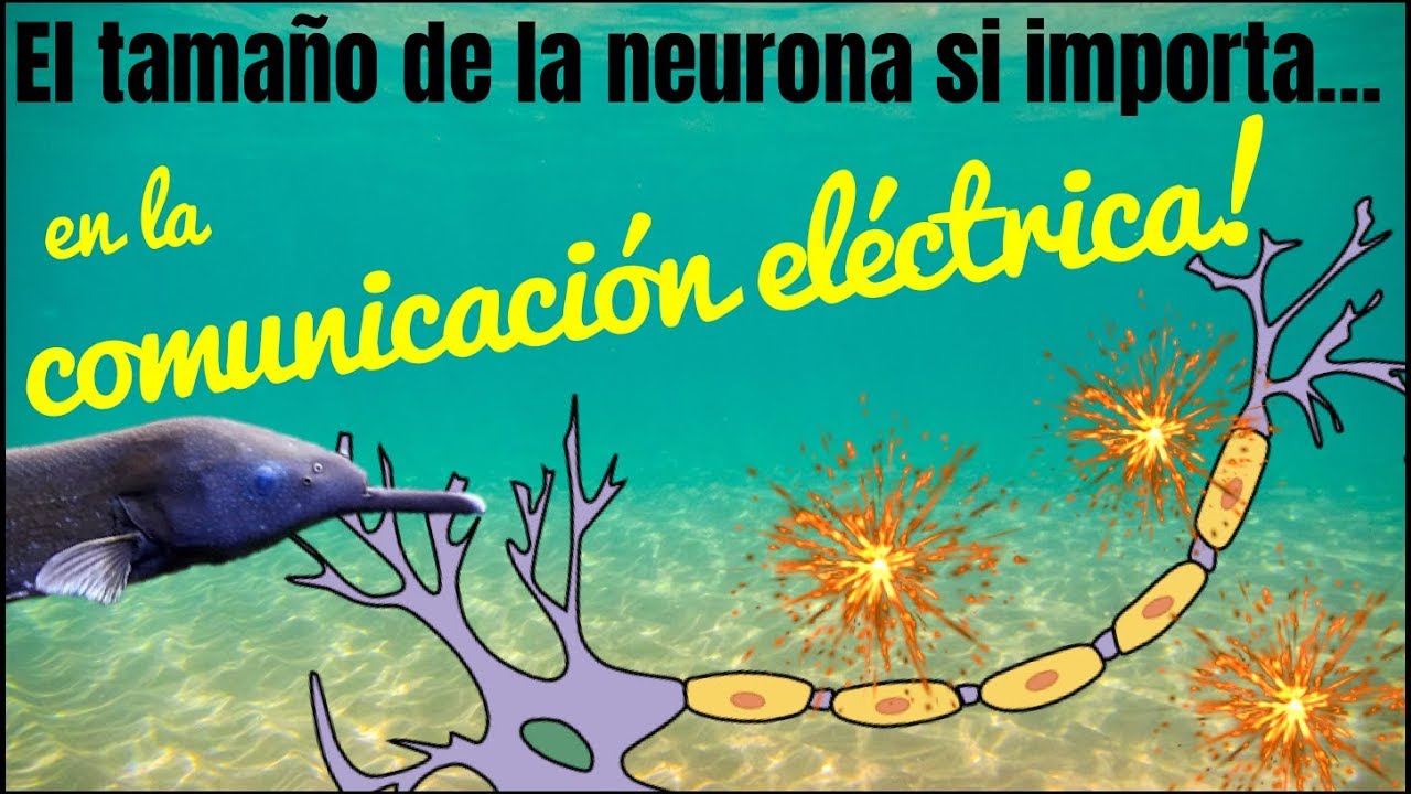 El tama&ntilde;o de la neurona si importa, en la comunicaci&oacute;n el&eacute;ctrica