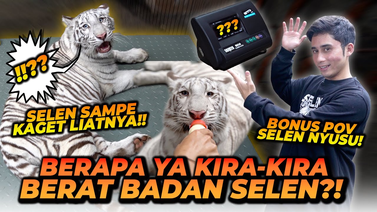 MENIMBANG BERAT BADAN SELEN ! HARIMAU PUTIH UMUR 7 BULAN BERATNYA GA NGOTAK !!