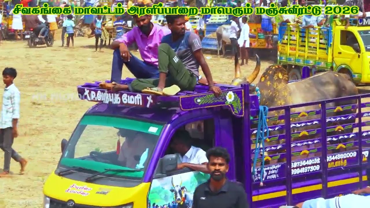 சிவகங்கை மாவட்டம் அரளிப்பாறை மாபெரும் மஞ்சுவிரட்டு 2026                                   பகுதி 2