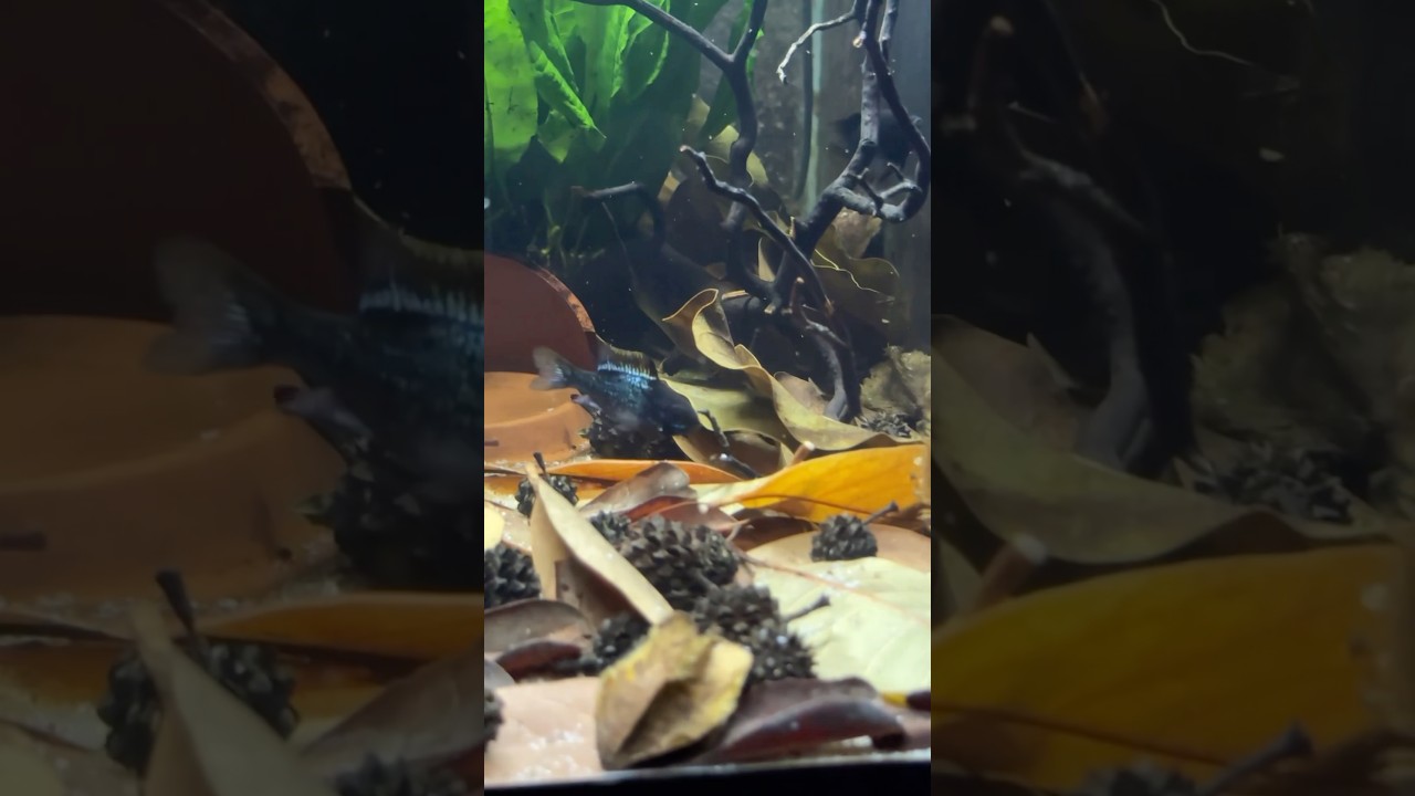 Giving my Blue Black Rams another shot in the breeding tank I just set up! #ram #dwarfcichlid
