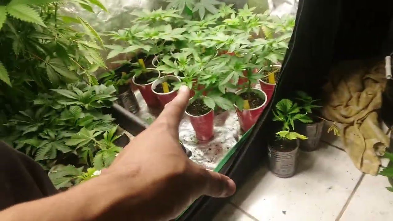 The Pheno Hunt Begins 3 - Season 1 EP. 3
