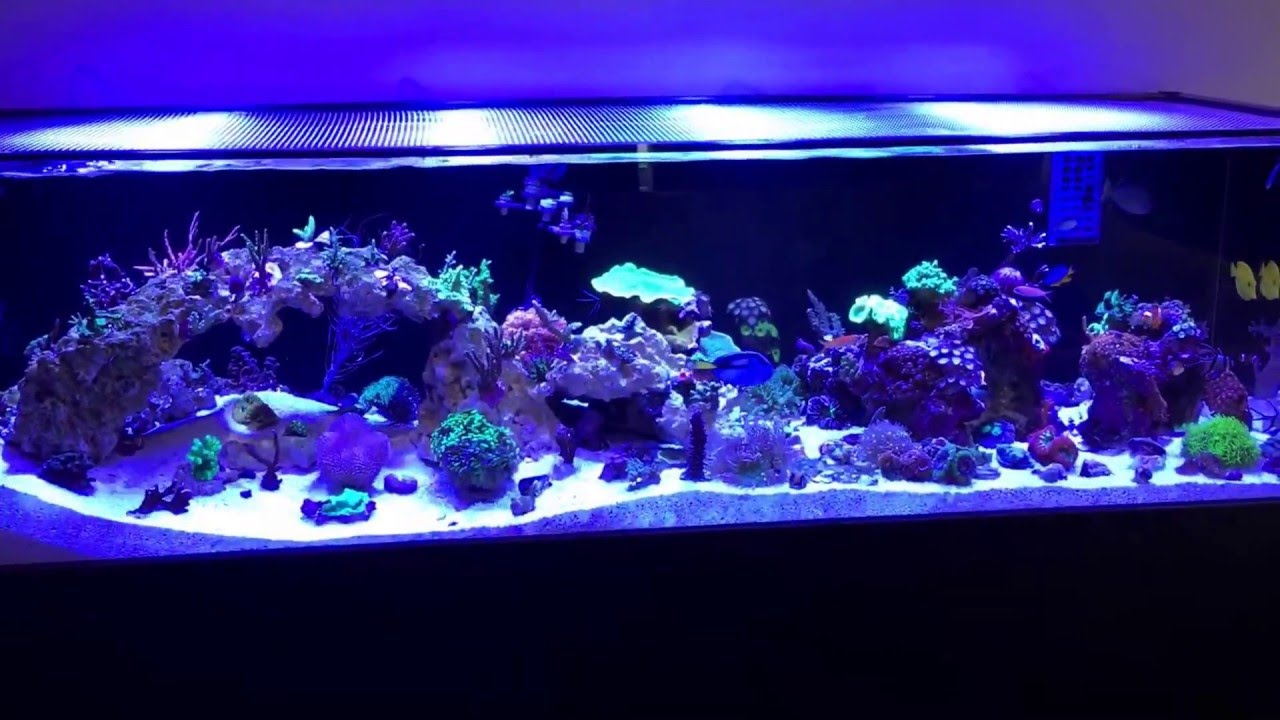 6' shallow reef update - new blue jaw trigger fish and stand sides