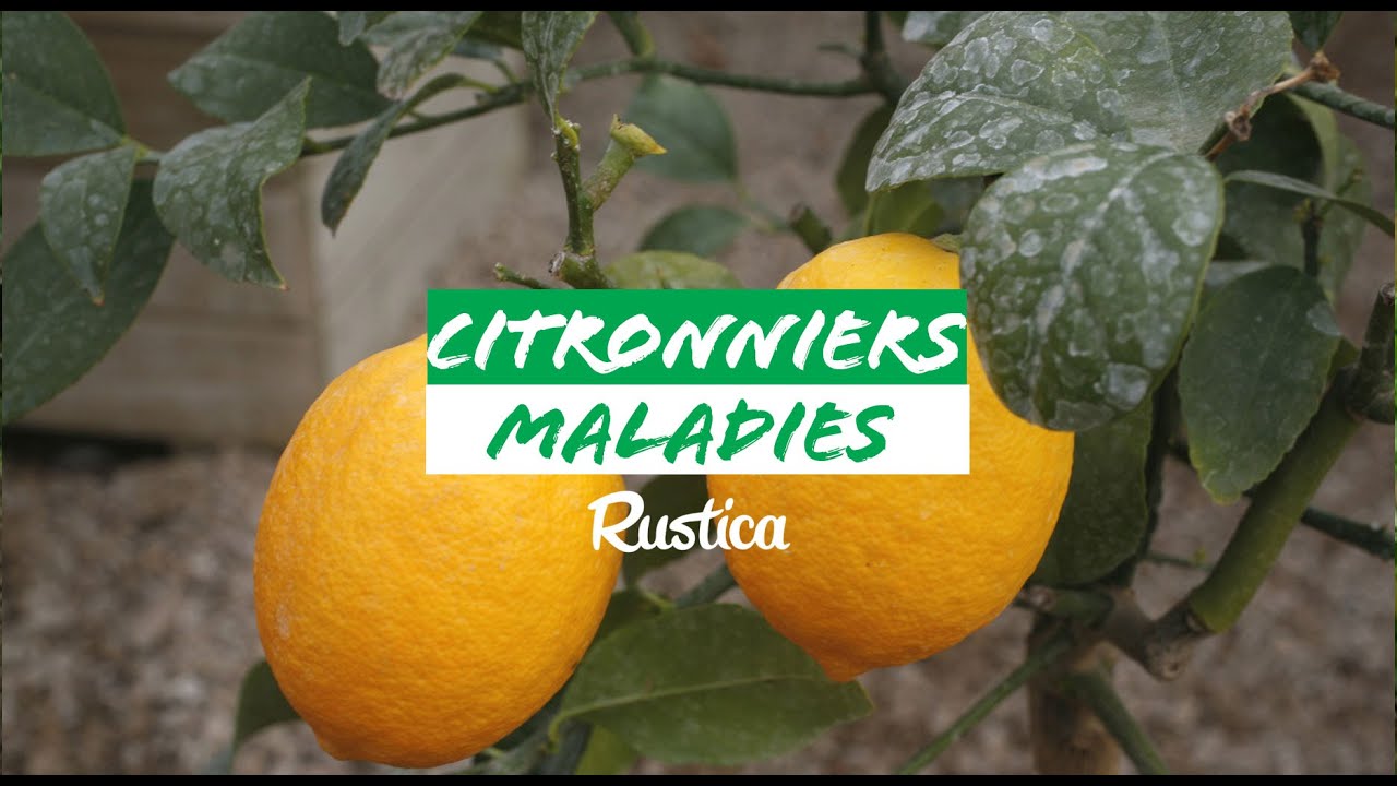 Tout savoir sur les maladies des citronniers