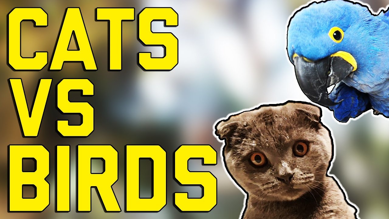 Cats vs. Birds: FailArmy Versus (October 2017) || FailArmy