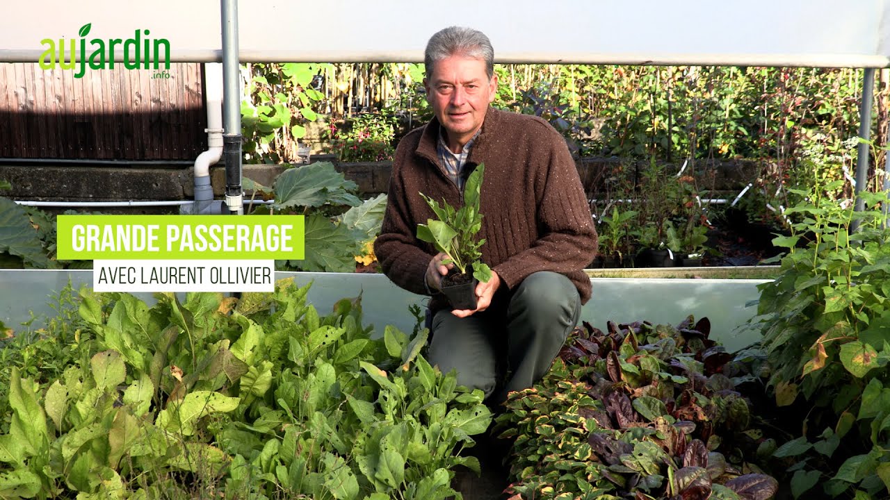 La GRANDE PASSERAGE, une PLANTE MEDIÉVALE CONDIMENTAIRE et MÉDICINALE méconnue👑CULTURE, ENTRETIEN
