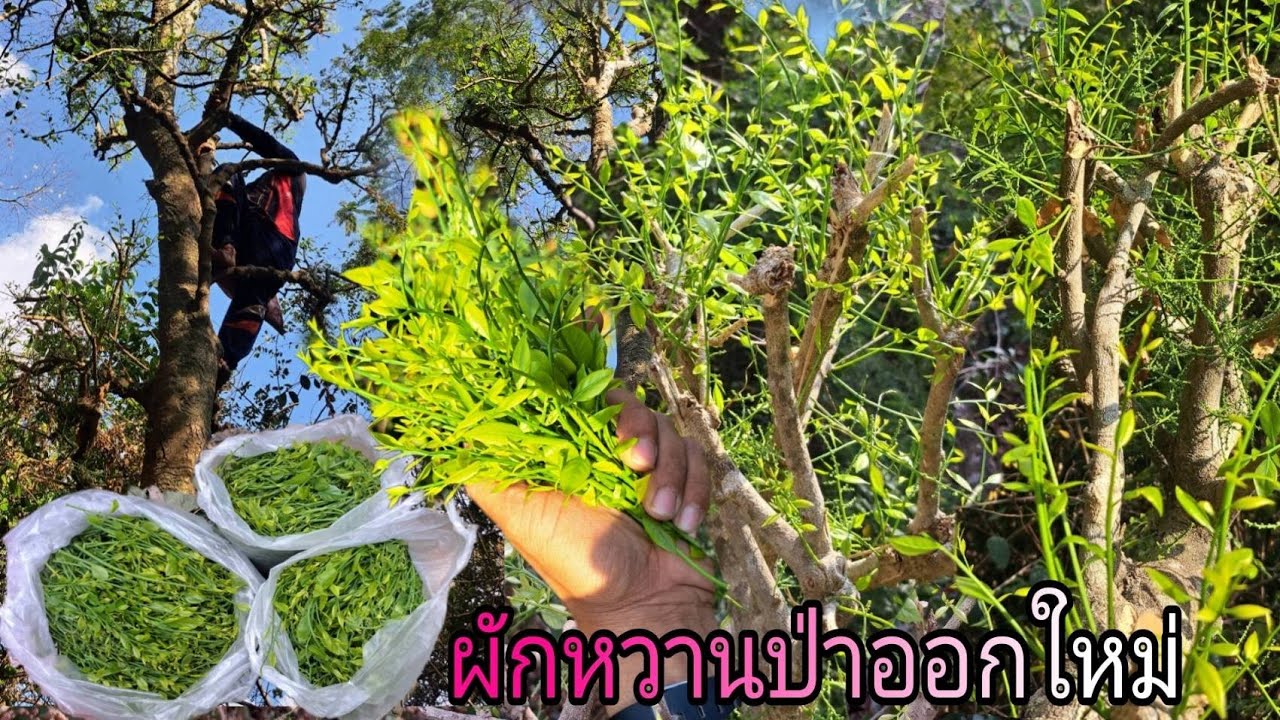 โพดโพแล้ว‼️ผักหวานป่าต้นใหญ่ยักษ์แตกยอดสวยๆเต็มต้นเลยหมานคัก