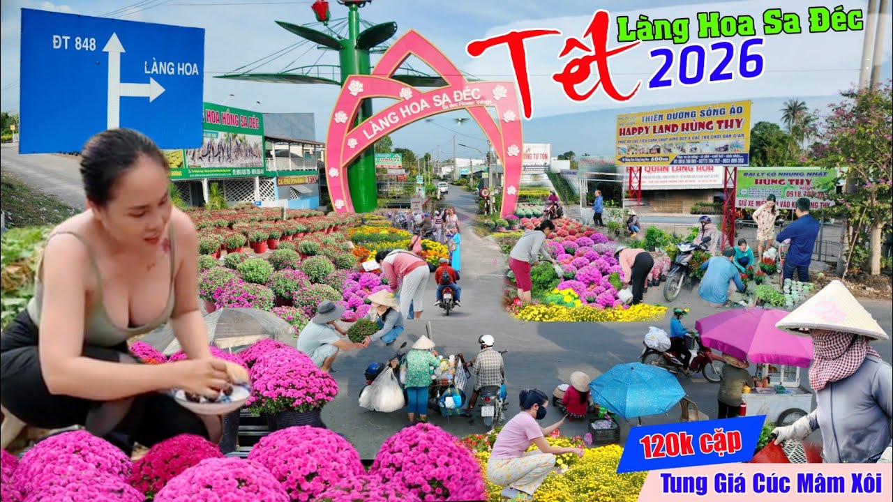 Tết 2026 làng hoa sa đéc bất ngờ tung lô 10000 trậu cúc mâm xôi giá cực rẻ 120k cặp
