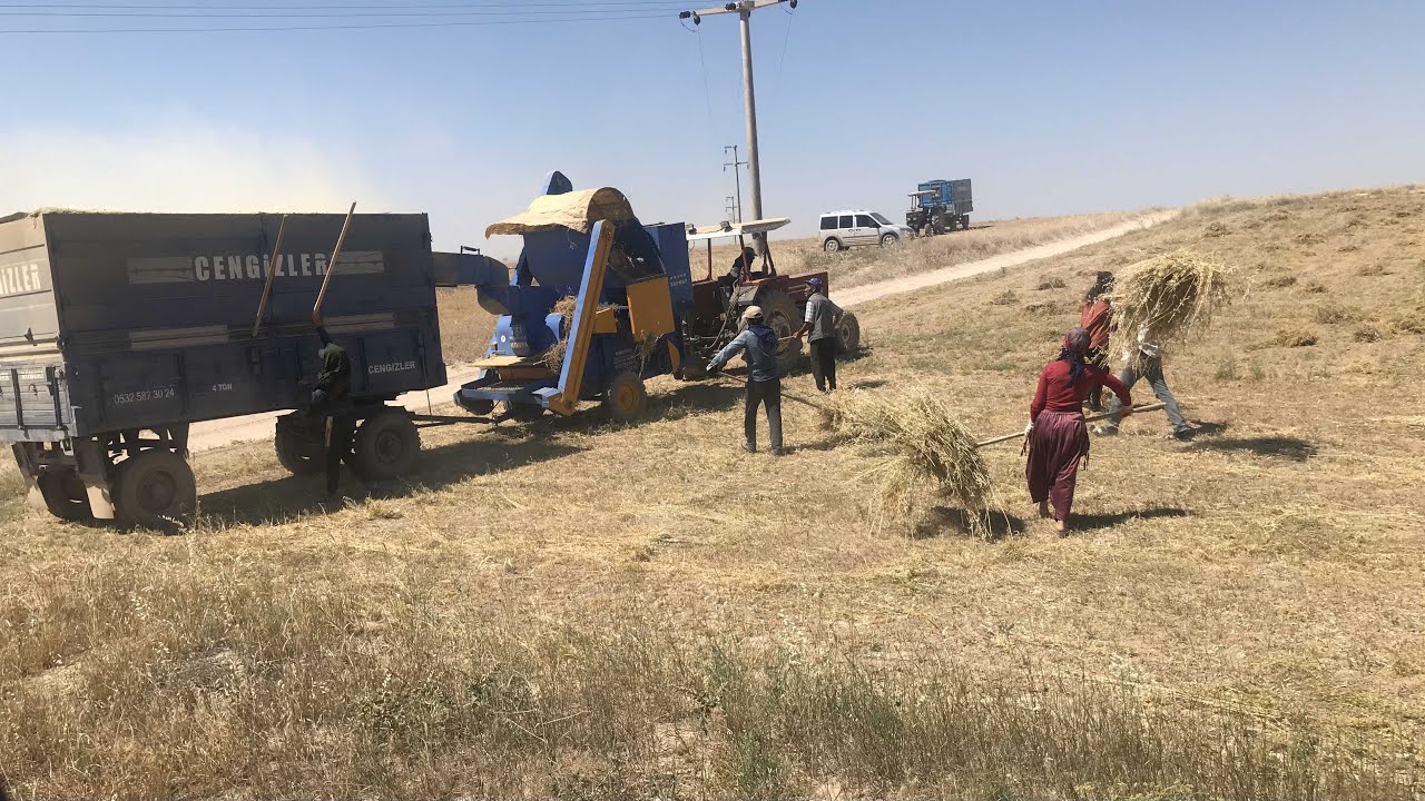 Yeşil Mercimek Hasatı 🌱🚜